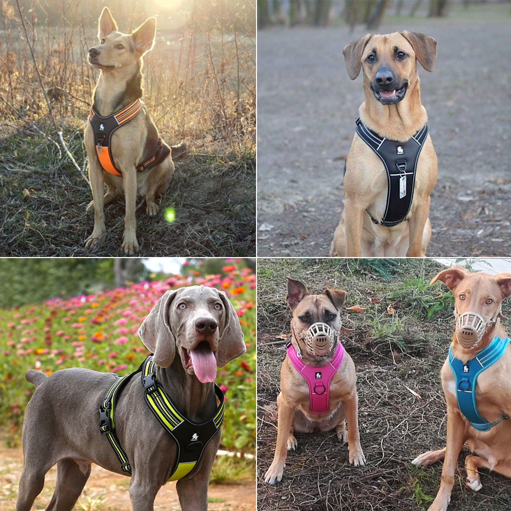 Harnais pour chien Truelove Sp - Outdoor Adventure Xl avis et prix
